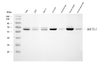 IRBIT/AHCYL1 Antibody (monoclonal, 2E7D9)