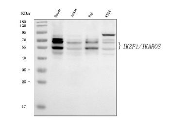 Anti-Ikaros/IKZF1 Antibody (monoclonal, 5F12H7)
