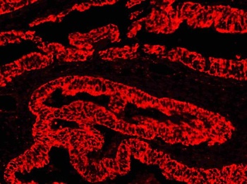 Goat Anti-Rabbit IgG (H+L) Secondary Antibody, TRITC Conjugated