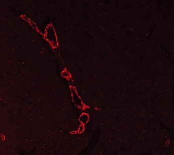 Goat Anti-Mouse IgG (H+L) Secondary Antibody, TRITC Conjugated