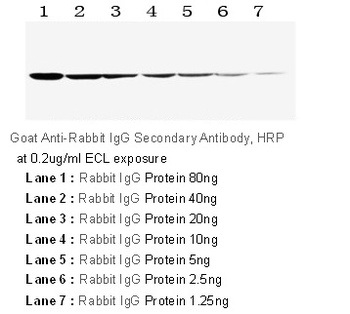 HRP Conjugated AffiniPure Goat Anti-Rabbit IgG (H+L)