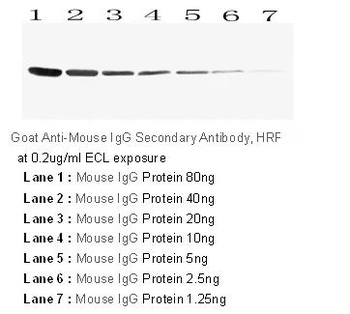 HRP Conjugated AffiniPure Goat Anti-Mouse IgG (H+L)