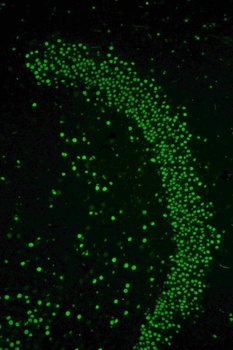 Goat Anti-Rabbit IgG (H+L) Secondary Antibody, FITC Conjugated