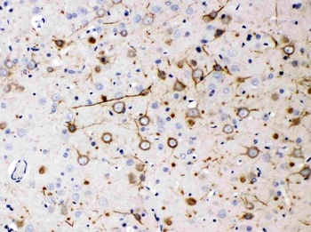 Goat Anti-Mouse IgG (H+L) Secondary Antibody, Biotin Conjugated