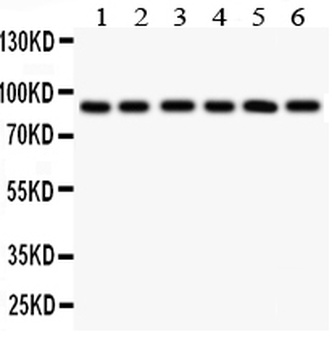 Toll-like receptor 1 TLR1 Antibody