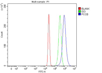 Anti-PCCB Antibody