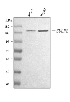 SULF2 Antibody