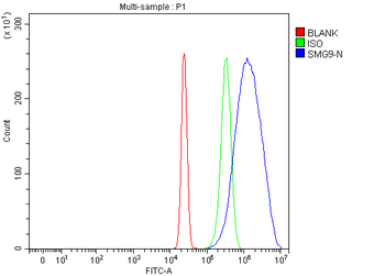 Anti-C19orf61/SMG9 Antibody