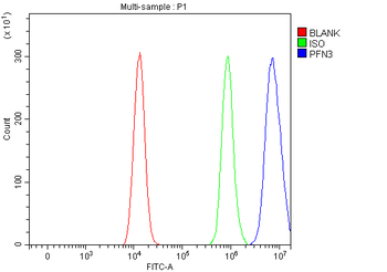 Anti-PFN3 Antibody