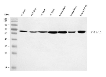 Anti-Rsl1d1 Antibody