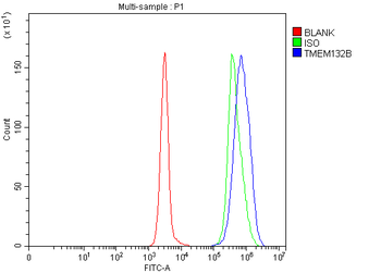 Anti-TMEM132B Antibody