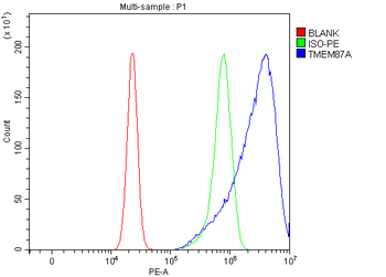 Anti-TMEM87A Antibody