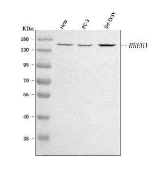 RREB1 Antibody