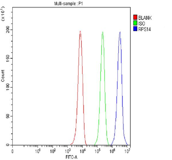 Anti-RPS14 Antibody