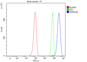 Anti-RPRD1B Antibody
