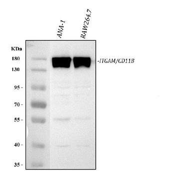 CD11B/Integrin Alpha M/Itgam Antibody