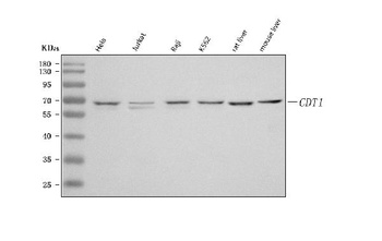 CDT1 Antibody