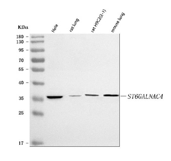 ST6GALNAC4 Antibody