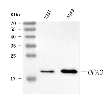 OPA3 Antibody