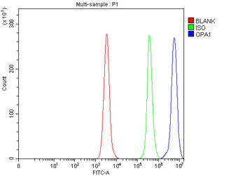 Anti-OPA1 Antibody