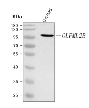 OLFML2B Antibody