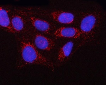 GTPBP9/OLA1 Antibody
