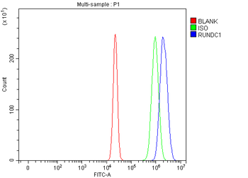 Anti-RUNDC1 Antibody