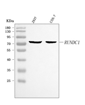 RUNDC1 Antibody