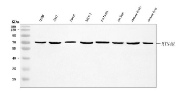 Nogo receptor/NgR1/RTN4R Antibody