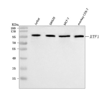 RTF1 Antibody