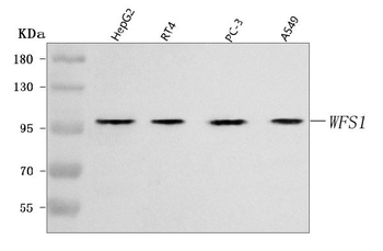 Anti-WFS1 Antibody