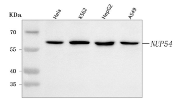 Anti-NUP54 Antibody