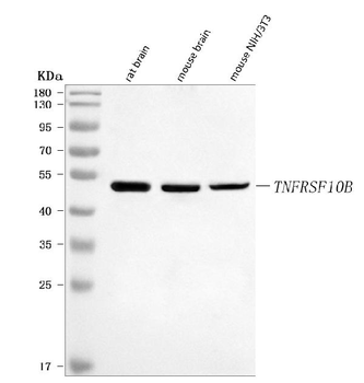 Anti-DR5/Tnfrsf10b Antibody