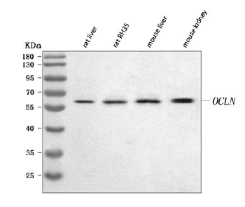 Anti-Occludin/Ocln Antibody