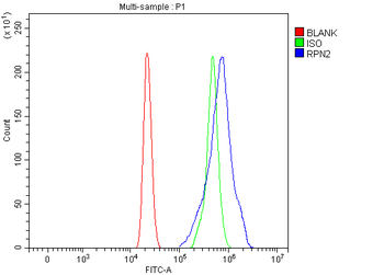 Anti-RPN2 Antibody
