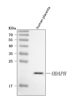 ODAPH Antibody