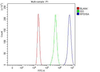 Anti-RPS15A Antibody