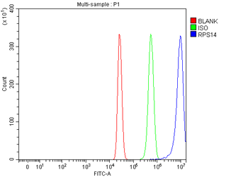 Anti-RPS14 Antibody