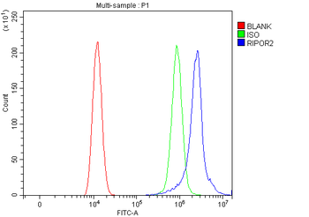 Anti-FAM65B/RIPOR2 Antibody