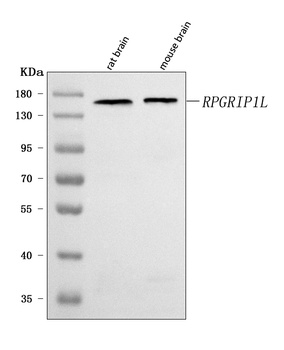RPGRIP1L Antibody