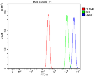 Anti-RNGTT Antibody
