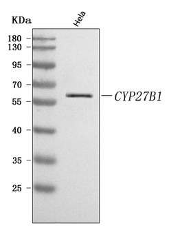 Anti-CYP27B1 Antibody