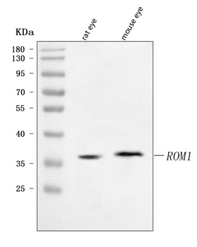 ROM1 Antibody
