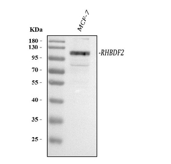 RHBDF2 Antibody