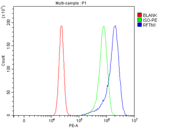 Anti-RFTN1 Antibody