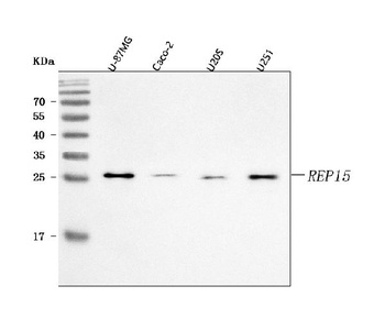 REP15 Antibody