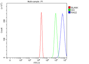 Anti-RAG2 Antibody