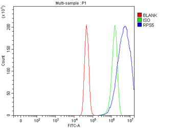 Anti-RPS5 Antibody