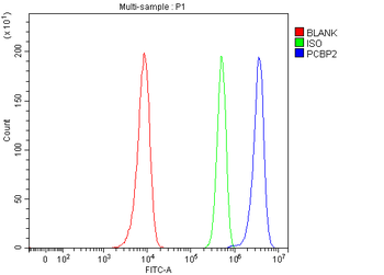 Anti-hnRNP E2/PCBP2 Antibody