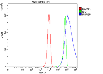 Anti-AP-B/RNPEP Antibody